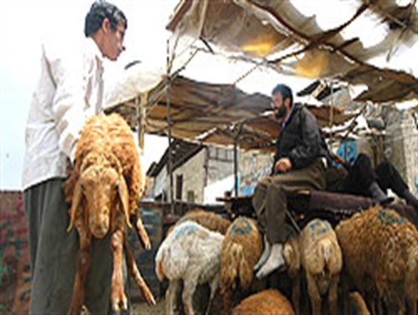 سرقت شبانه چندین راس گوسفند در "نیمروز"