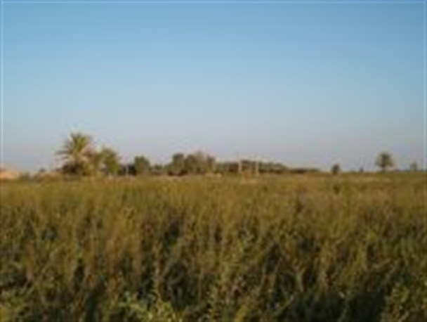 تصاویر/ مزارع حنا در دلگان