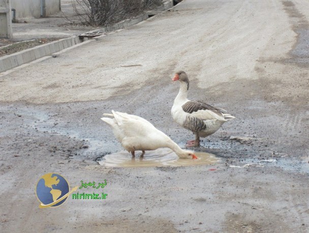 آب تنی غازها در چاله های خیابان کارگر نیر