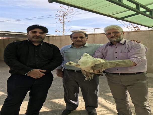 کشف دو قطعه طاووس در یکی از رستوران های اسلامشهر