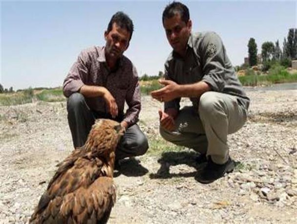 رهاسازی یک قطعه سارگپه شکاری در طبیعت میاندوآب