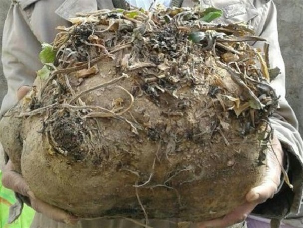 برداشت چغندر ۹ و نیم کیلوگرمی در خور و بیابانک+ عکس