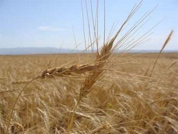 کاهش برداشت گندم در اسفراین/ کاهش 980 هکتاری سطح زیرکشت گندم