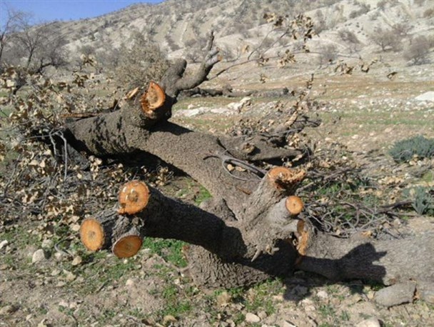خداحافظی غم انگیز با کمربند سبز زاگرس در آینده نزدیک+ تصاویر