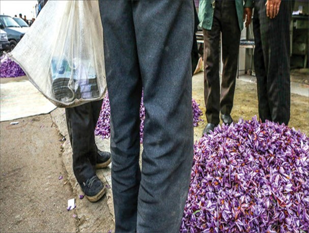 حمایت کاربران فضای مجازی از زعفران‌کاران/ شورای ملی و اتحادیه صادرکنندگان زعفران را منحل کنید
