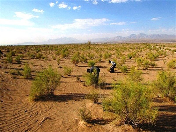 گیاهان دارویی،گنجی گرانبها در دل کویر تشنه یزد