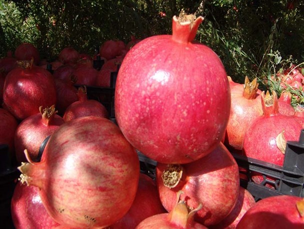 قیمت انار و هندوانه عمده فروشی شب یلدا اعلام شد