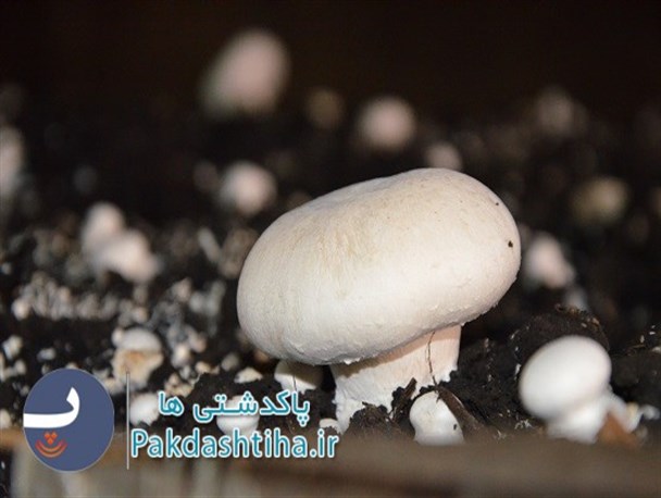 طرح پرورش قارچ و بلدرچین در شهرستان پاکدشت/ تصاویر