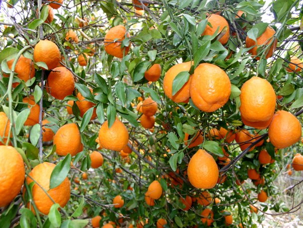 پیش بینی ۲۴ هزار تن محصول نارنگی در باغات بندرعباس