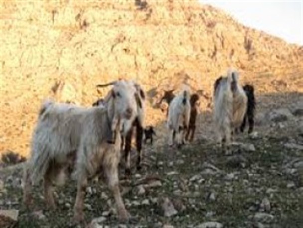 غفلت چوپان گله را به فنا داد/ سارقان بیش از 100 گوسفند را ربودند