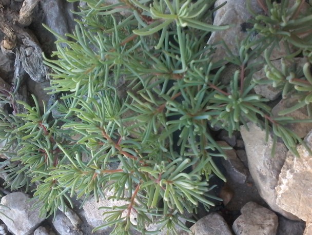 سمسیل سبزی خودرو بومی هرمزگان /تصاویر