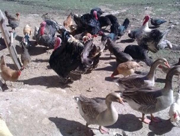 سیاست های اقتصاد مقاومتی رونق اقتصادی بهمراه دارد/ پرورش مرغ بومی کمکی برای اشتغال روستائیان است