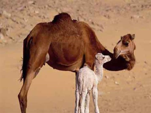 خونگیری و تست بروسلوز شتر در شهرستان قاینات