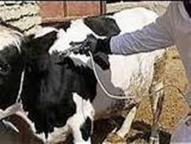 واکسیناسیون بیش از ۱۸ هزار راس دام سنگین در طارم
