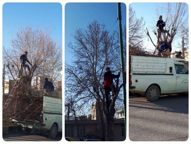 هرس زمستانه درختان سطح شهر نهاوند+ عکس