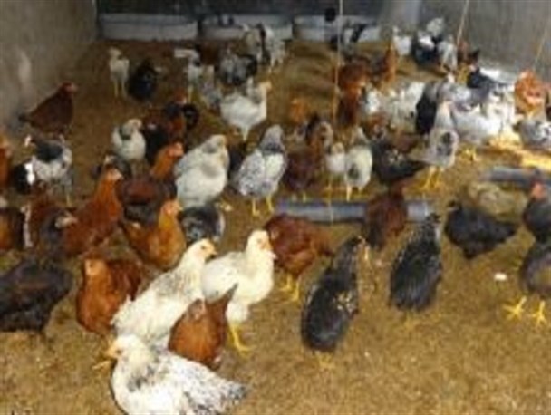 پلمب مرغداری پرورش مرغ رنگی غیر مجاز در اردستان