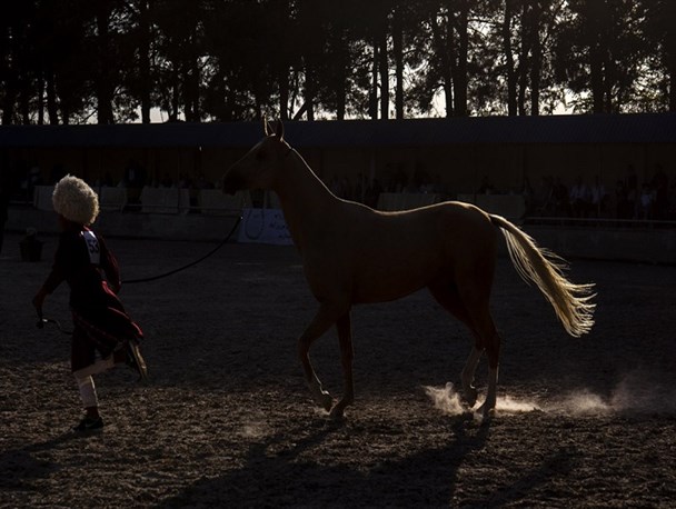 سوارکاری انتخابی تیم ملی| برگزاری دومین مسابقه انتخابی پونی سواران/ نفرات برتر مشخص شدند