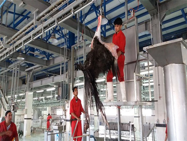 ورود شترمرغ‌های مریض و عرضه گوشت‌های حرام/بی اعتنایی دامپزشکی یزد به فروش گوشت‌های حرام!