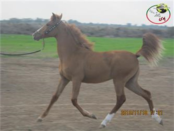 برگزاری جشنواره زیبایی اسب اصیل عرب در شهرستان باوی+تصاویر