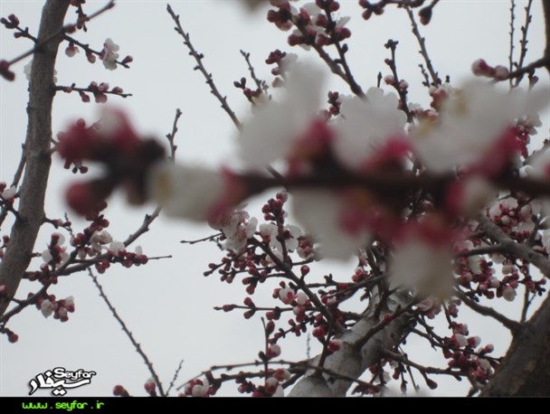 عکس/شکوفه زدن درختی در مغان