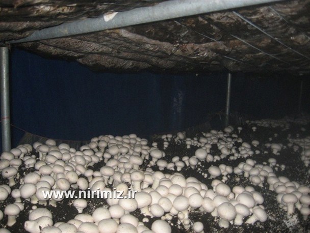 بهره گیری از الگوی اقتصاد مقاومتی ابتکار بانوی کارآفرین نیری