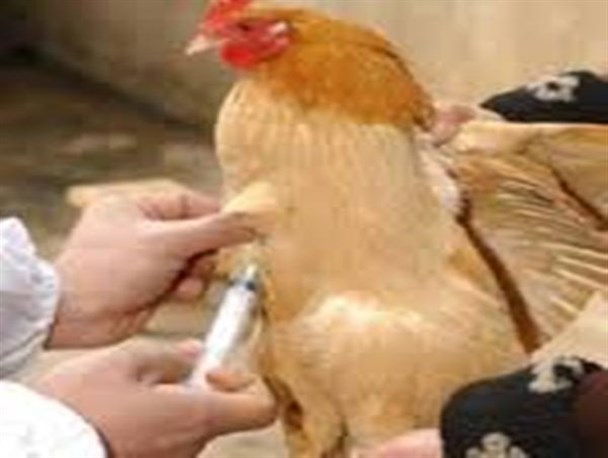 واکسینه شدن 15 هزار قطعه طیور بومی علیه بیماری نیوکاسل