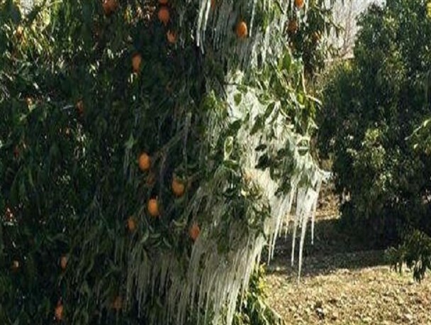 خسارت 15 میلیارد تومانی  به کشاورزان ممسنی بر اثر سرما و یخبندان