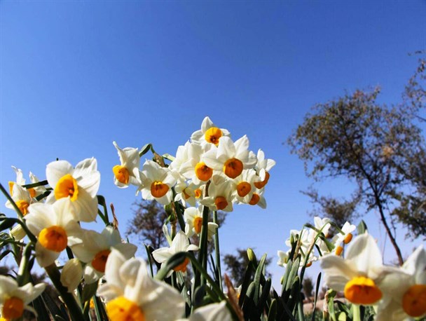 گل های زیبای نرگس روستای جره در انتظار جشنواره