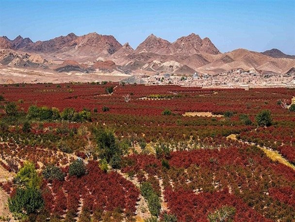 رشد ۵۰ درصدی سطح زیر کشت زراعی، باغی و تولیدات کشاورزی در خراسان جنوبی/ ایجاد مجتمع‌های گلخانه‌ای و دامپروری