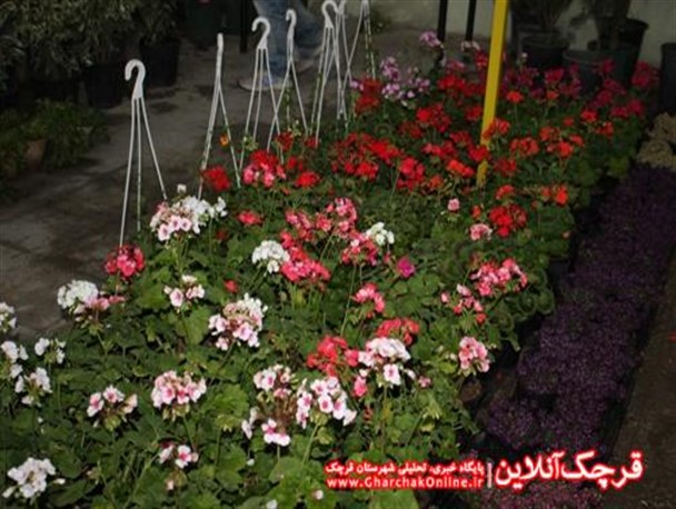 نمایشگاه عرضه گل و گیاه درشهرستان قرچک+ تصاویر
