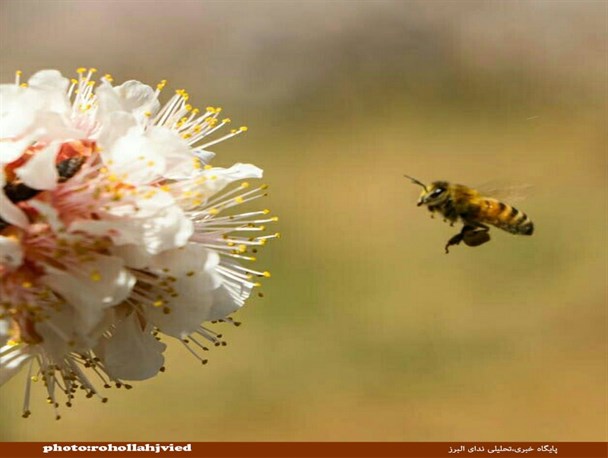 شکوفه های بهاری در قاب دوربین