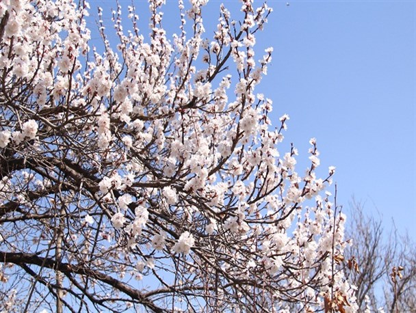 شکوفه های بهاری در شهرستان جغتای
