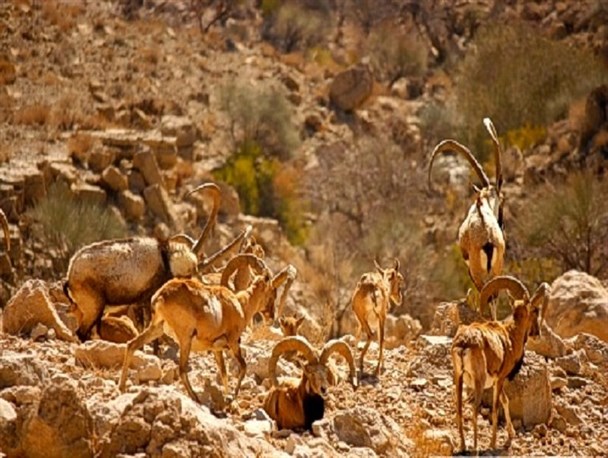 کوه گنو زیستگاه نادر طبیعی در هرمزگان