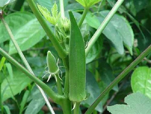 چیدن میوه امید از درخت پر بار اقتصاد مقاومتی /تولید محصولات گلخانه ای توسط بسیجی کار آفرین روستای ریگ ملک