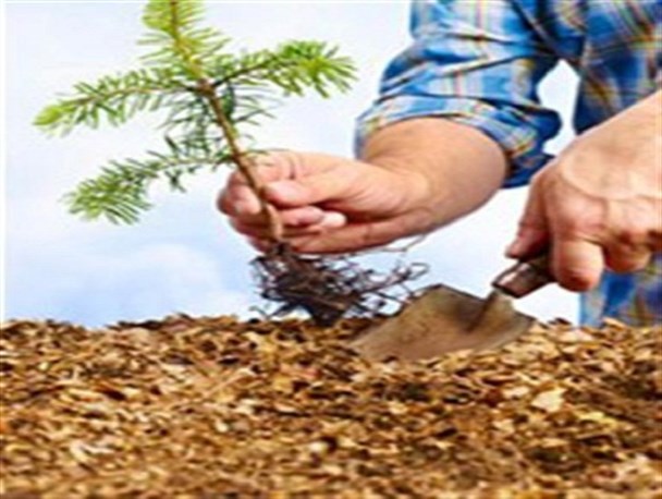 کاشت درختانی که به آب کمتری نیازمندند در اولویت قرار دارد