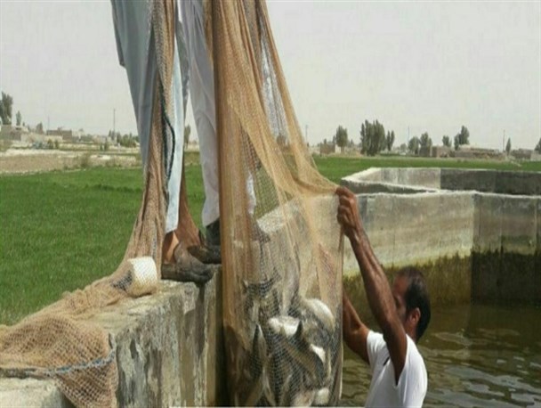 پیش بینی برداشت حدود ۱۷ تن قزل آلا از استخرهای بتنی زابل