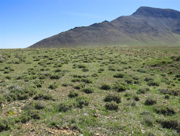 صرف ۴ میلیارد تومان اعتبار از صندوق توسعه ملی برای احیای مراتع خراسان شمالی