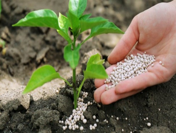 کاهش توزیع ۳۰ درصدی کودهای شیمیایی در مزارع استان کرمانشاه