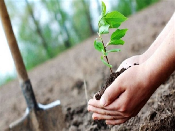 مشخصات و فروش 6 نهال پرسود بادام در مناطق گرمسیری