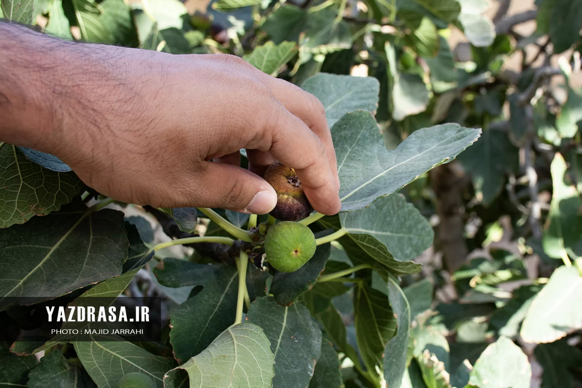 جوان نابینای زیلوباف