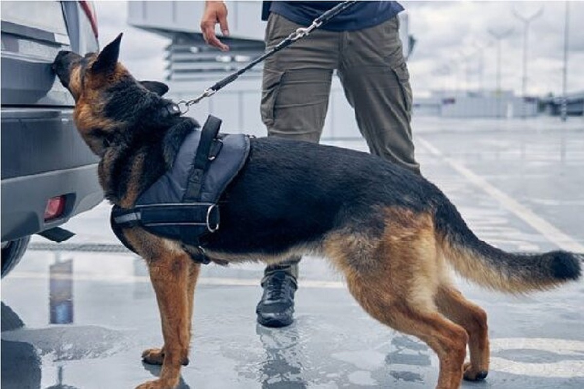 تشخیص بیماری با یک بو؛ آموزش سگ‌های کارآگاه برای بو کشیدن باکتری‌ها