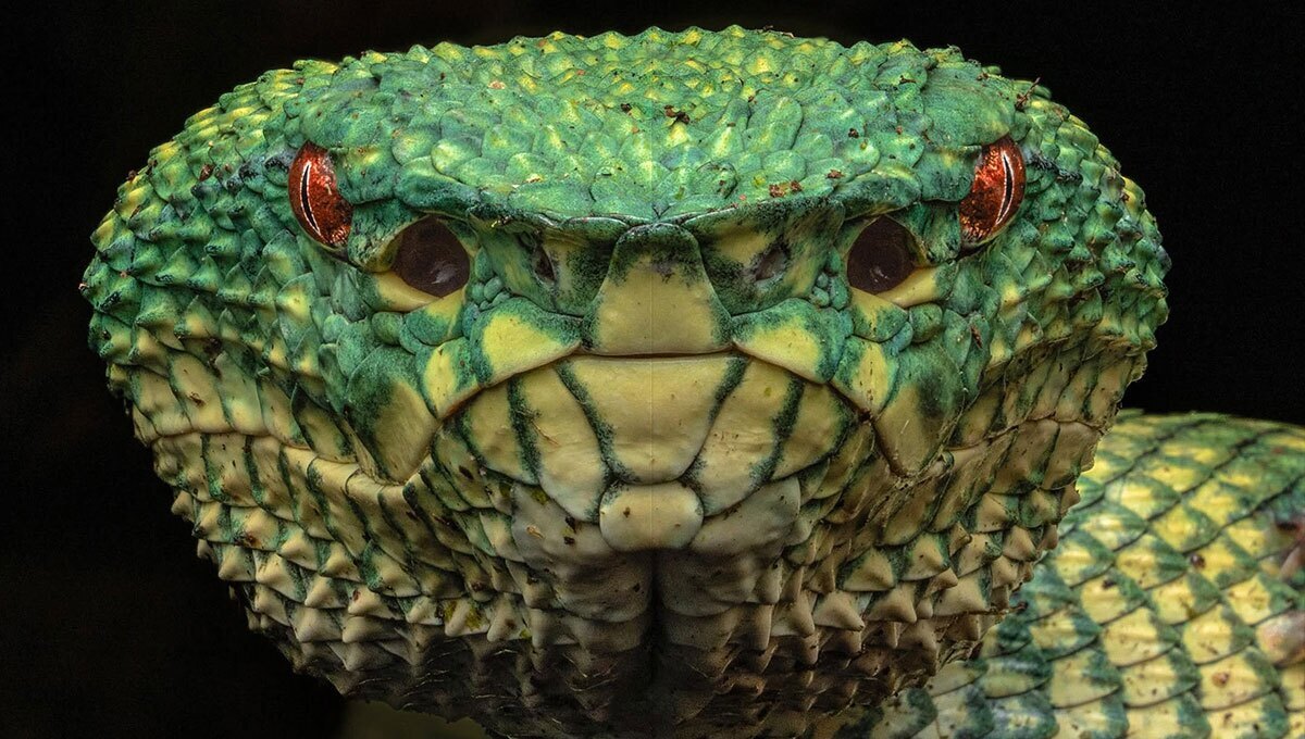 مشاهده نادر یک افعی چاله‌دار معبد فیلیپینی در طبیعت + عکس