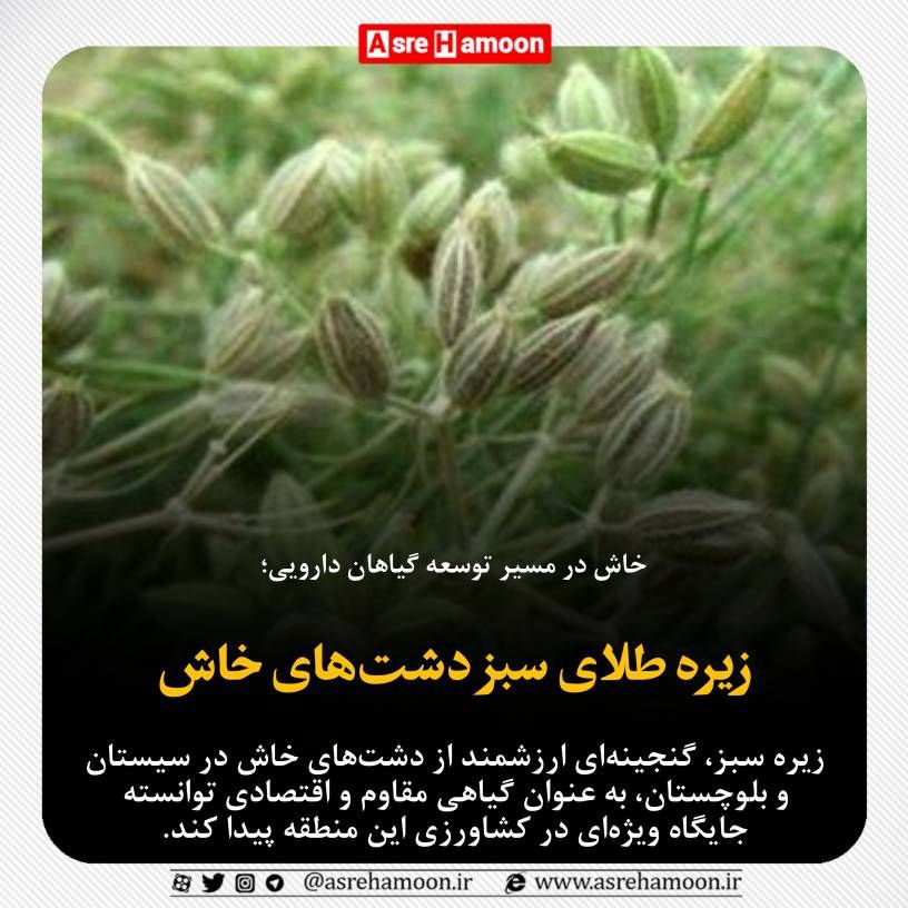 زیره طلای سبز دشت‌های خاش