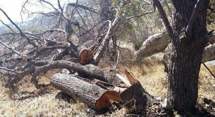 بلوط‌های میلیاردی در رومشکان خاکستر می‌شوند
