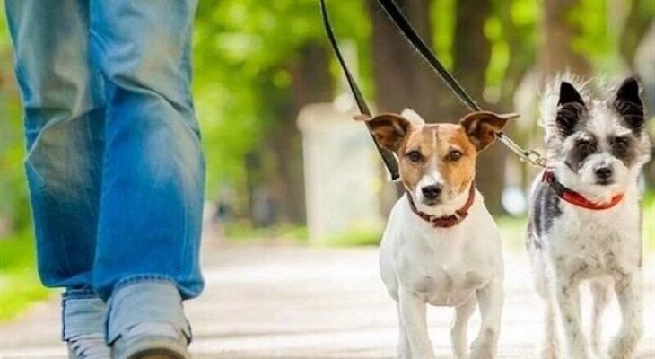 سگ‌گردانی؛ نمایشی رعب‌آور از ثروت افسارگسیخته