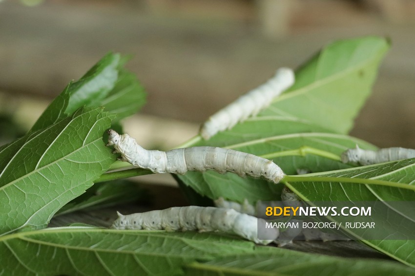 نوغانداری مسیری روبه‌رشد برای رونق اقتصادی کشور