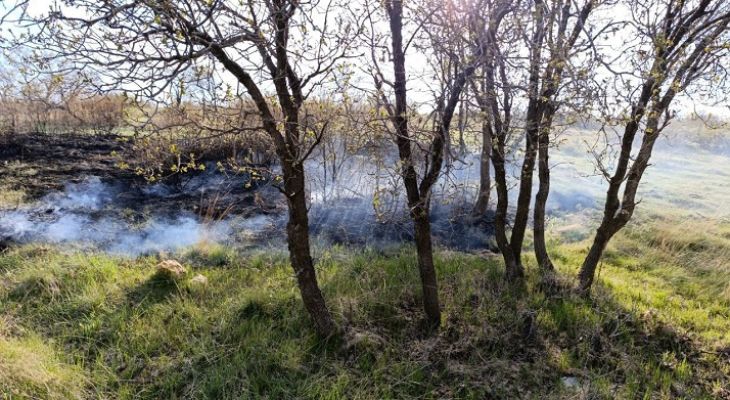 جنگل‌های بلوط در اسلام‌آبادغرب جان می‌دهند