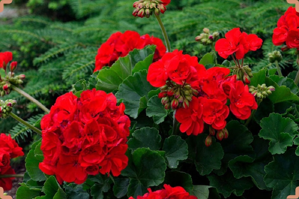 رازهای گلدهی همیشگی شمعدانی؛ ۵ نکته طلایی که همه باید بدانند!

