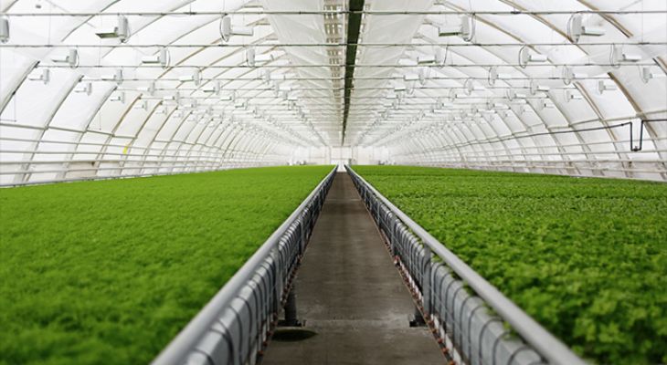 کشت گلخانه‌ای راهکار افزایش بهره‎‌وری کشاورزی خراسان‌‌شمالی