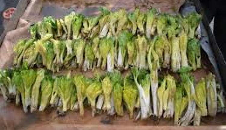 گیاه کلوس، گنجینه‌ای ارزشمند در اکوسیستم چهارمحال‌و‌بختیاری